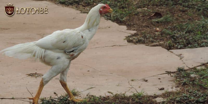 Gà nhạn có màu lông ra sao